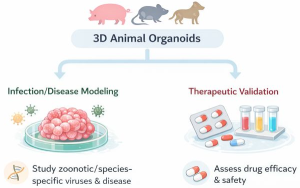 Organoid 사진 2